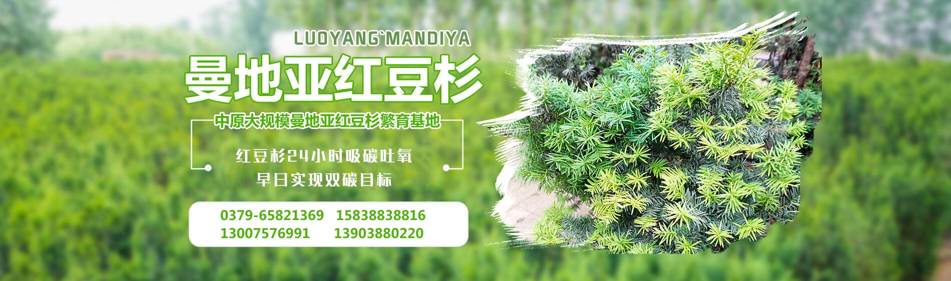 洛陽曼地亞紅豆杉科技開發(fā)有限公司